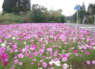 花を咲かそう西之表