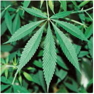 大麻の葉