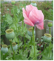 ケシの花と果実