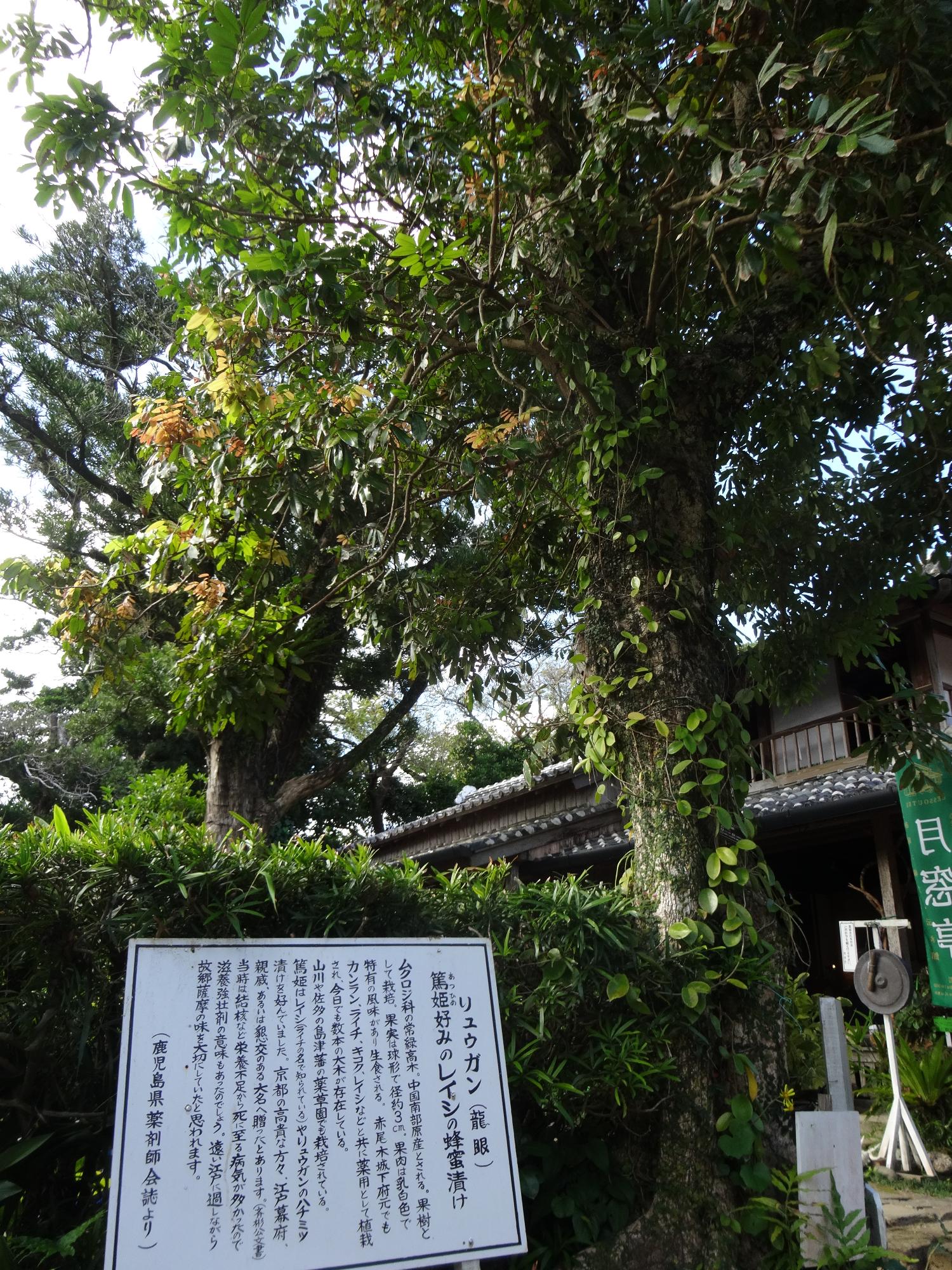げっそうていりゅうがんのしゃしん