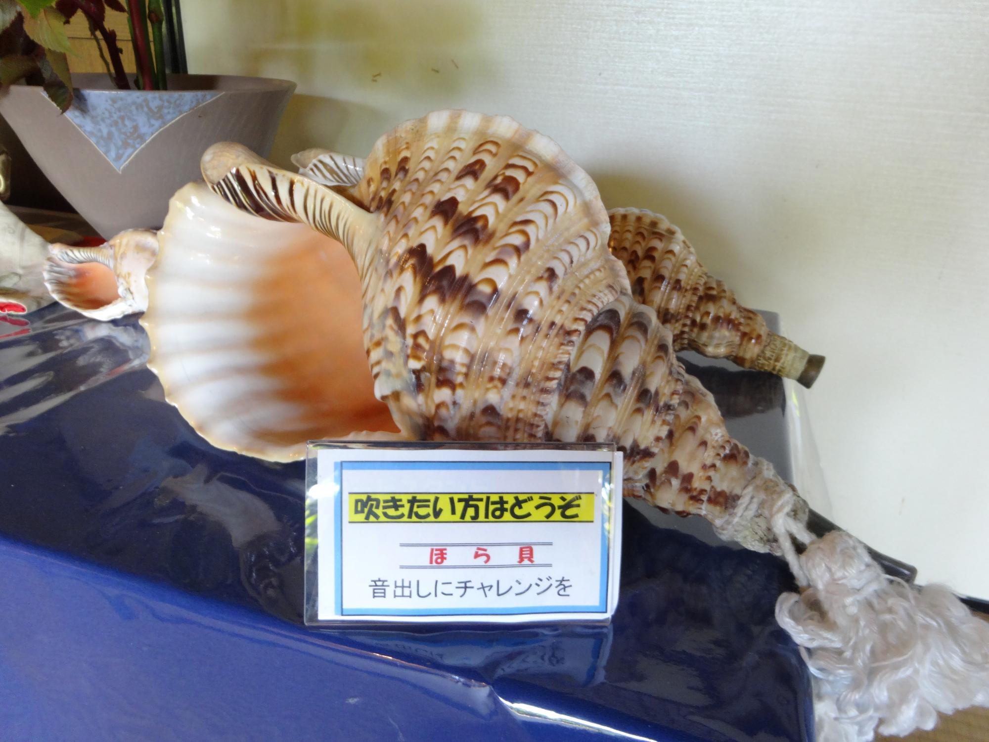 ほらがいのしゃしん