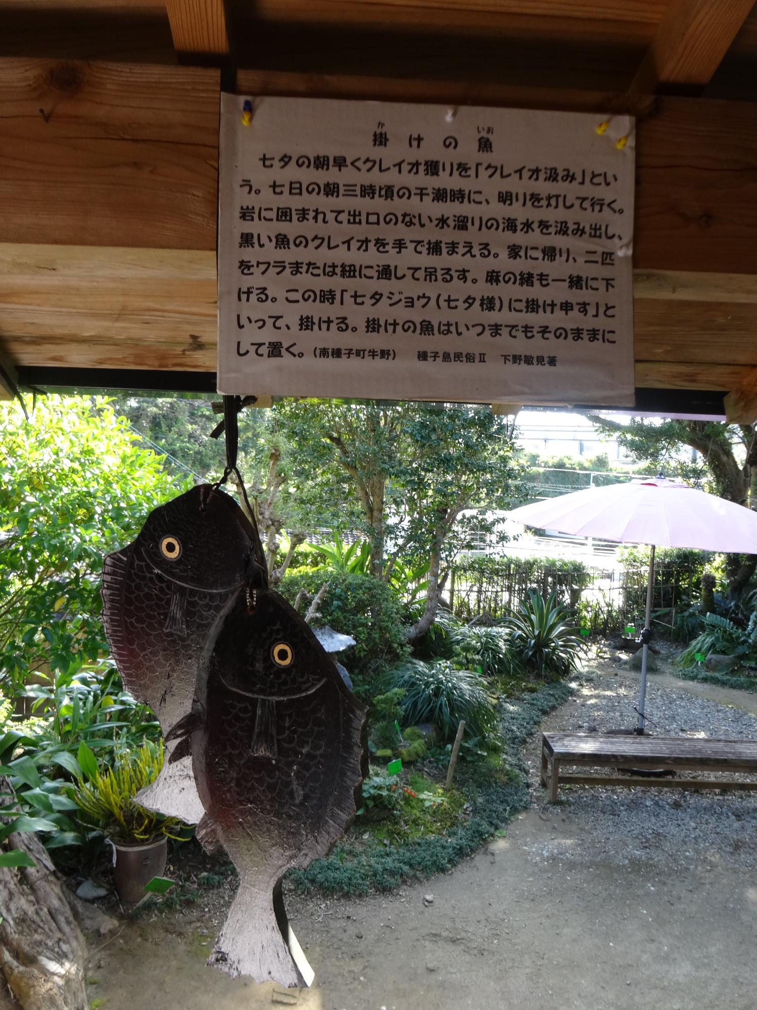みんぞくぎょうじかけのいおのしゃしん