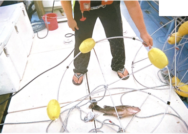 魚かご試験操業の様子